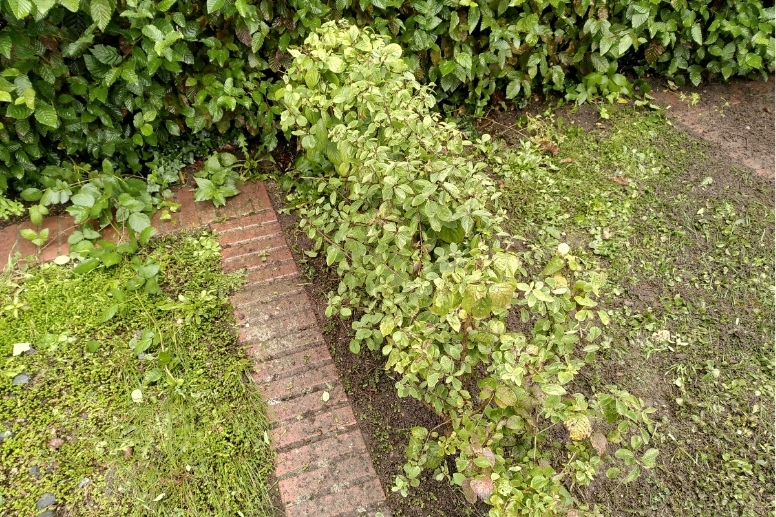 Eine Hecke der Zwerg-Heckenkirsche im Lehrgarten der Landesschule – Im Aufbau!