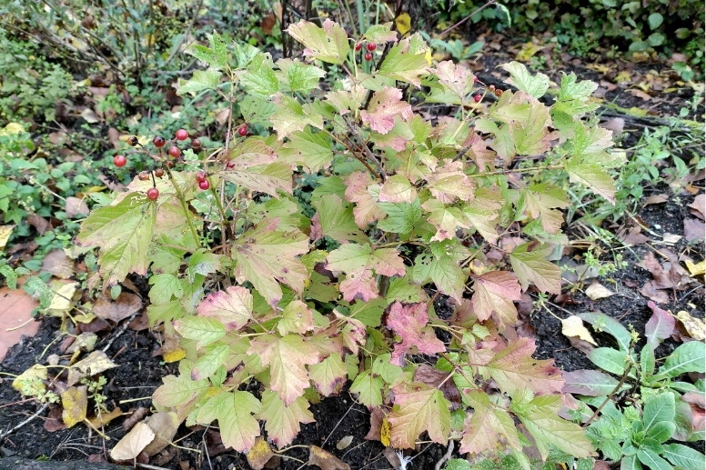 Klein, aber oho: Der Zwerg-Schneeball (Viburnum opulus 'Compactum') zeichnet sich durch besonders große Blüten im Verhältnis zu seiner Größe aus.