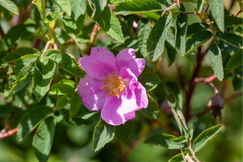 Wildrosen (z. B. die Zimt-Rosen) bilden schöne und ökologisch wertvolle Gehölzstrukturen im Garten.